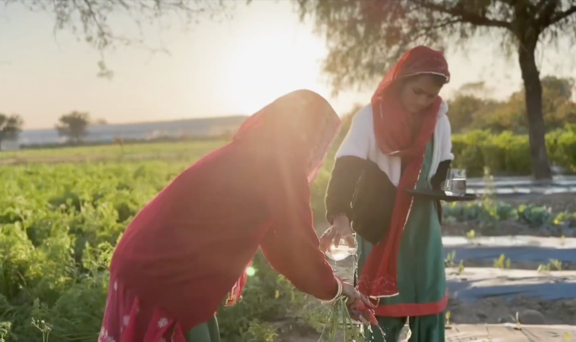 Picking in the fields at Mharo Khet before dinner, Jodhpur
