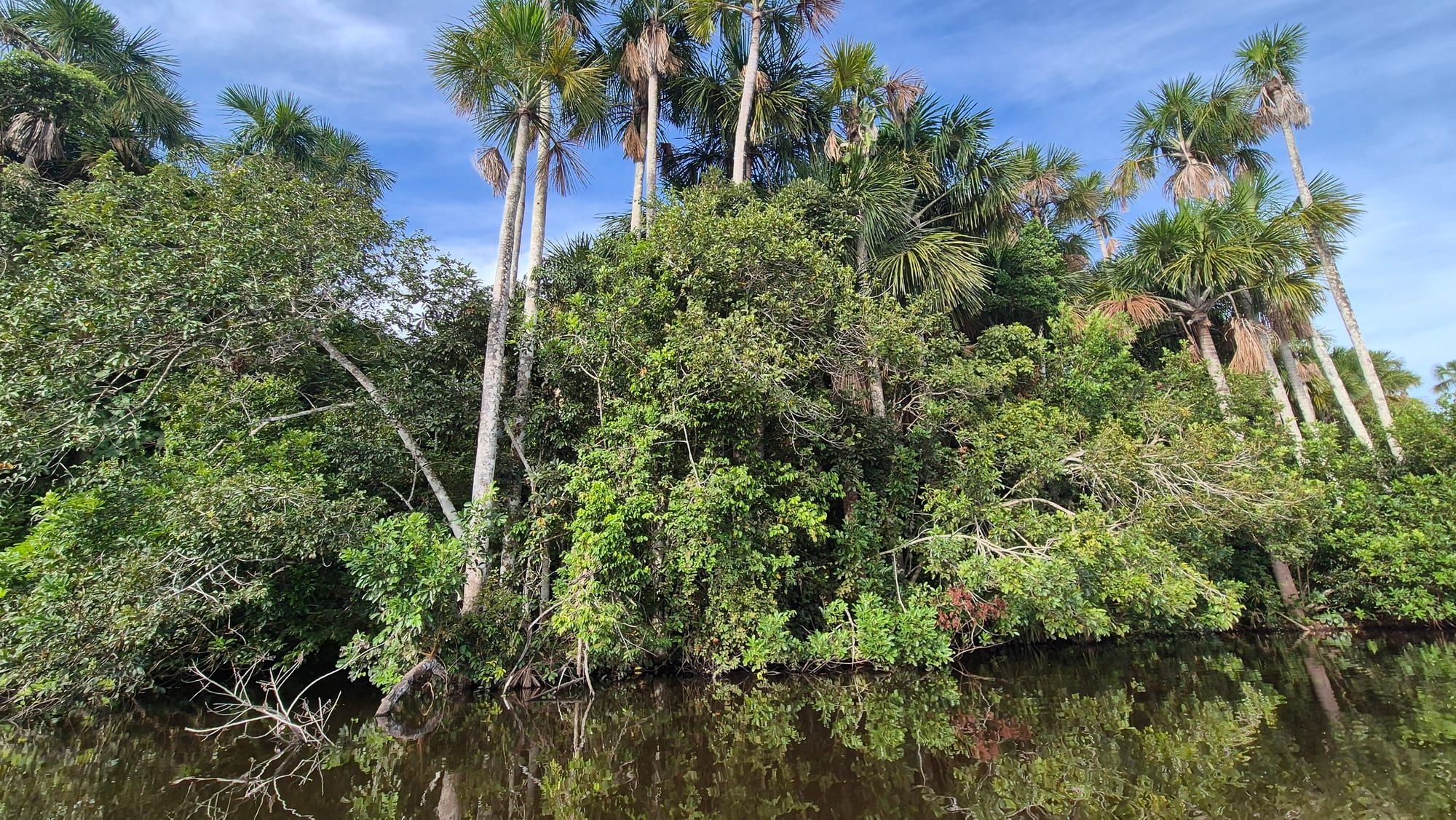 Palms mirrored in Sandoval Lake, Tambopata