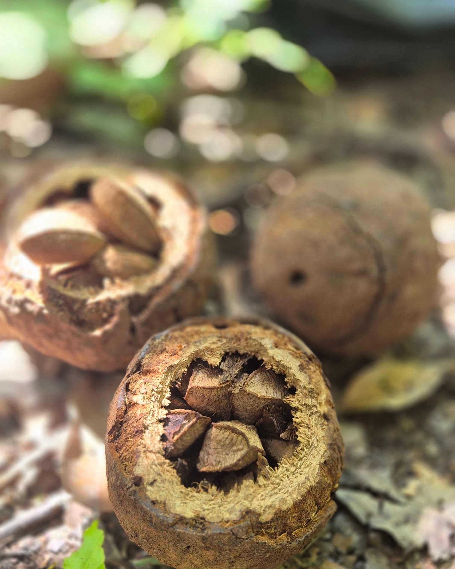 A Brazil nut pod cracked open on the forest floor